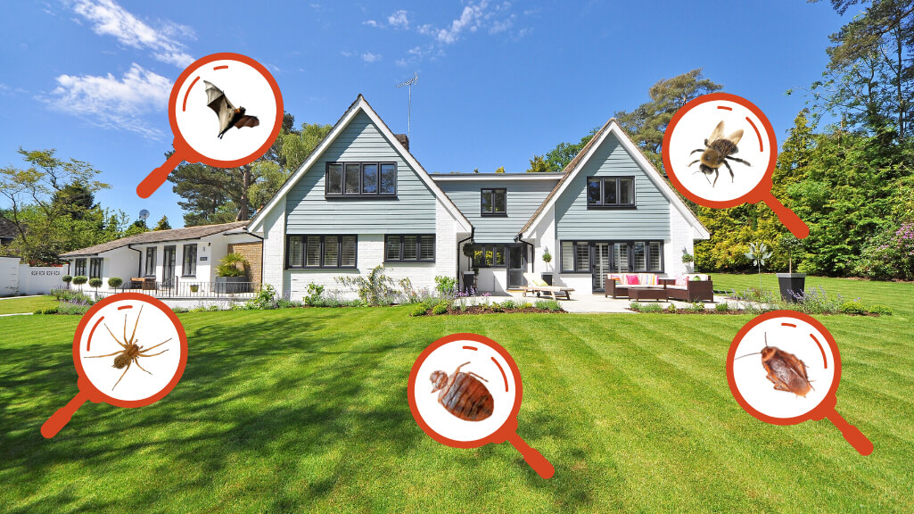 Residential Pest Control Services: Protect Your Home Pest-Free